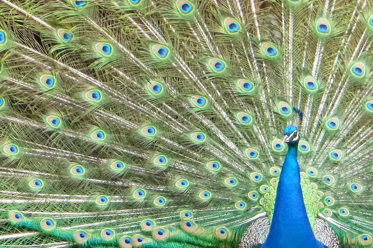 Peacock