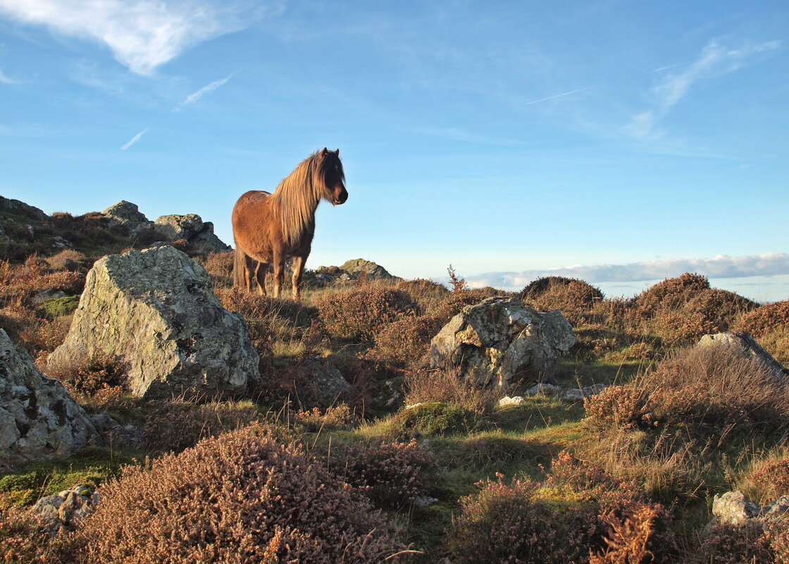 Pony on Conwy Mountain