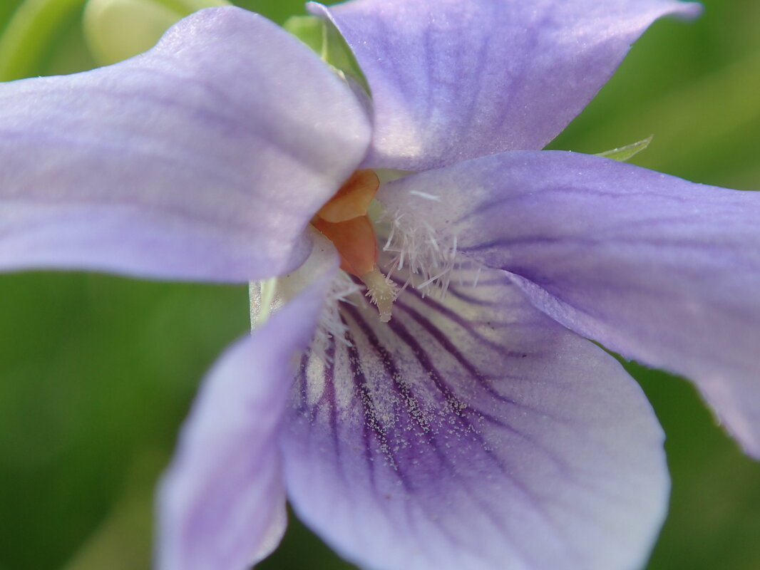 Blue Flower