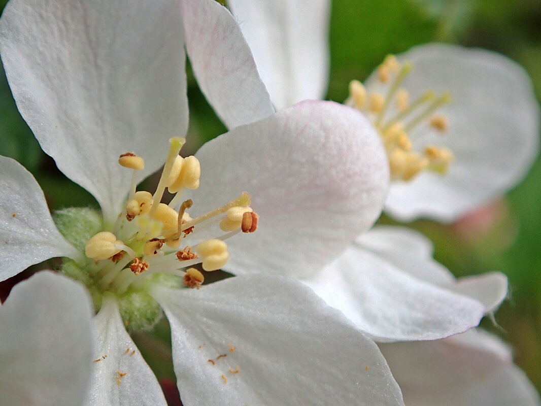 White Flower