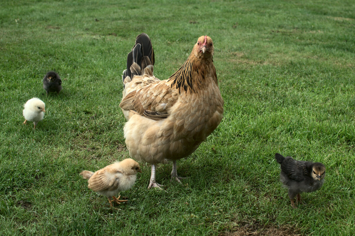 Hen and chicks