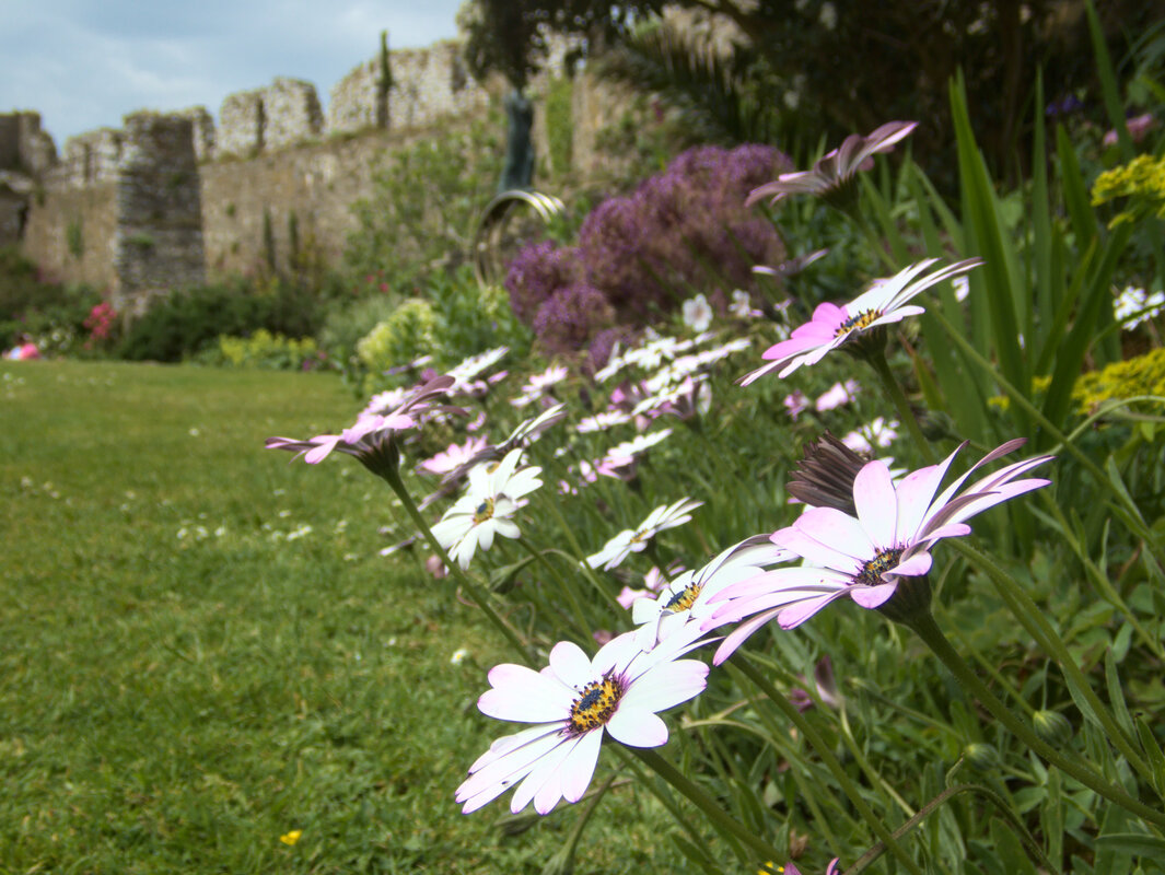 Manorbier castle garden