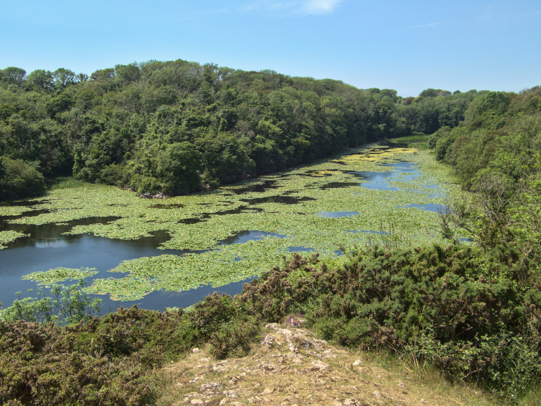 Lily Ponds