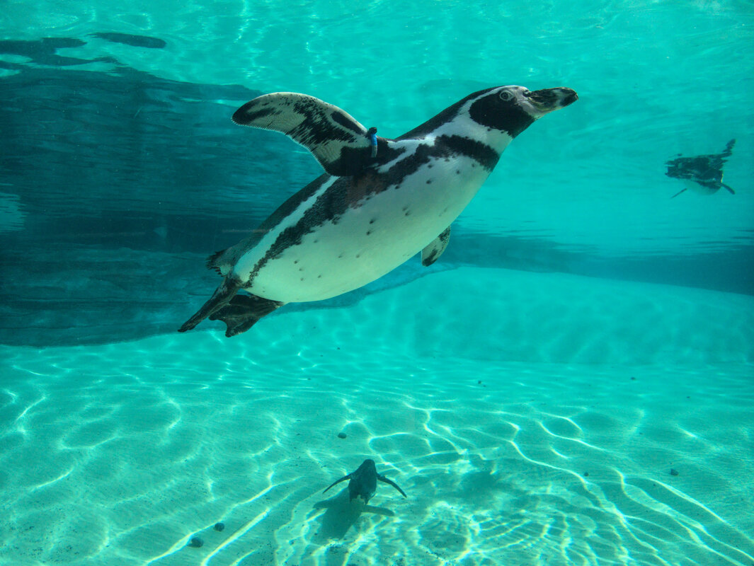 Humboldt penguins