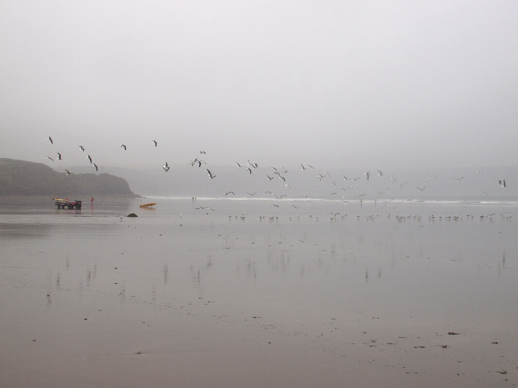 Broad Haven seagulls