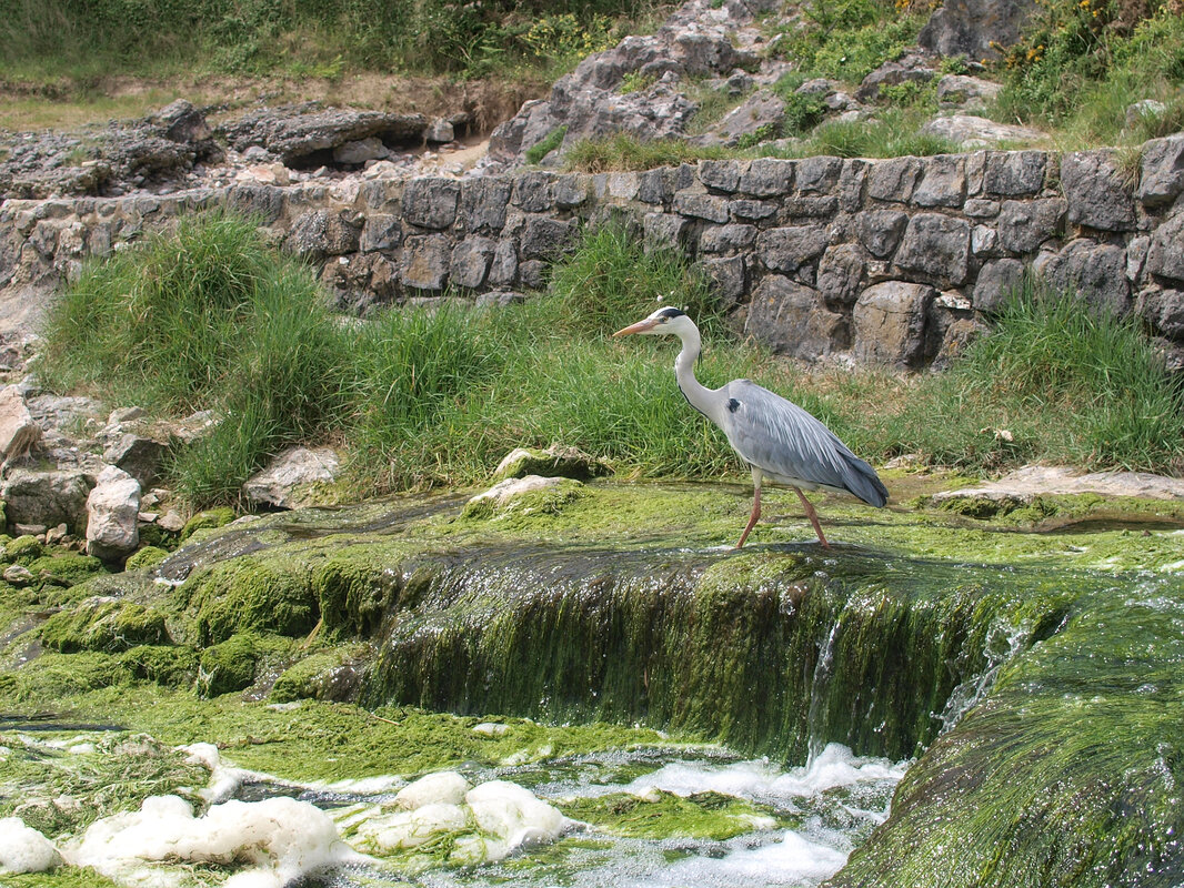 Heron, walking