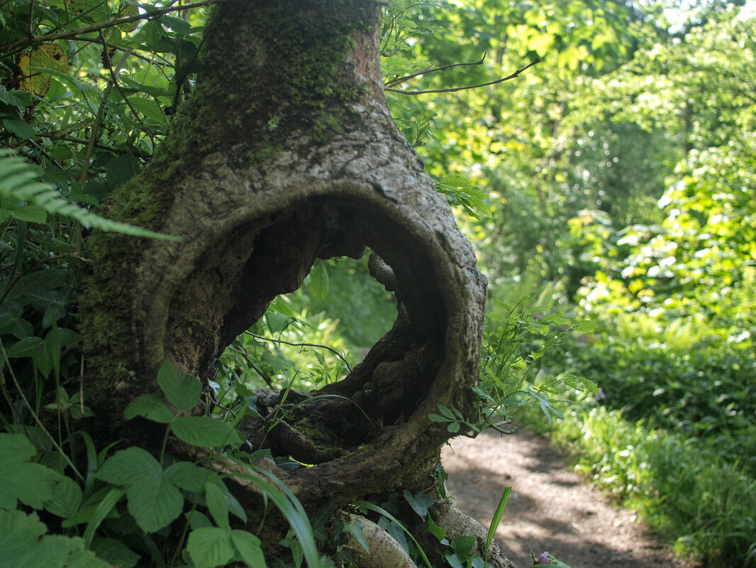 Tree trunk