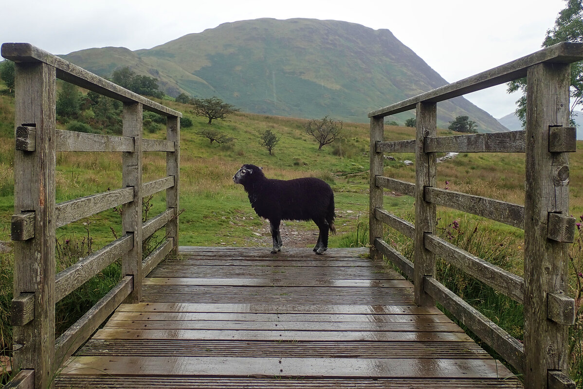 Sheep blocking the path