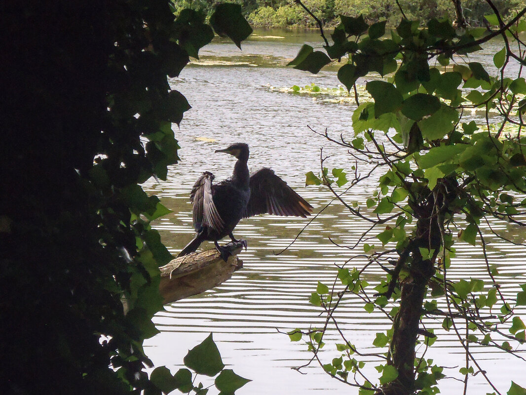 A cormorant perched next to a lake, drying its wings