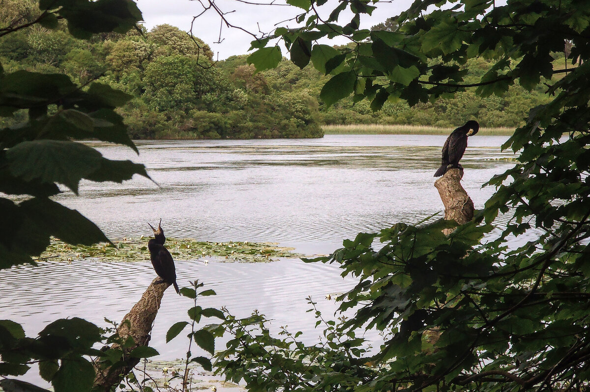 Two cormorants perched next to a lake, one with its beak open and pointing upwards