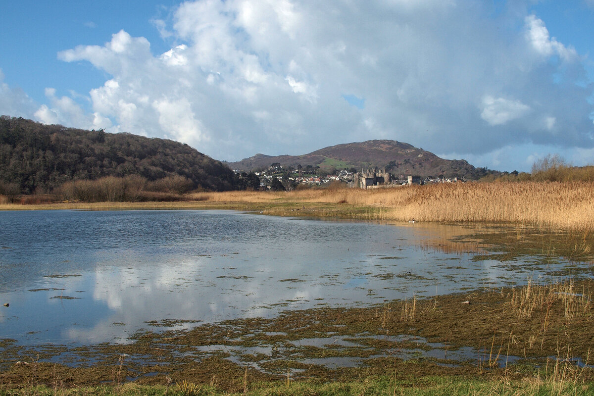 Conwy Castle viewed from RSPB Conwy
