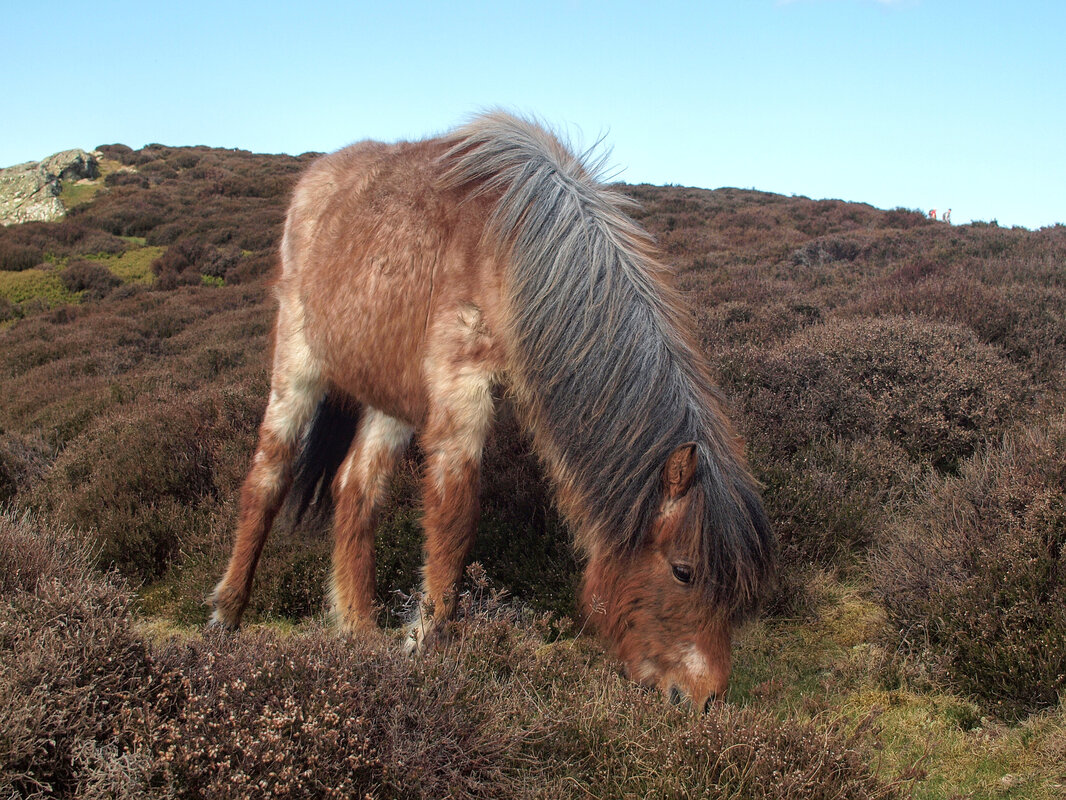 Pony on Conwy Mountain