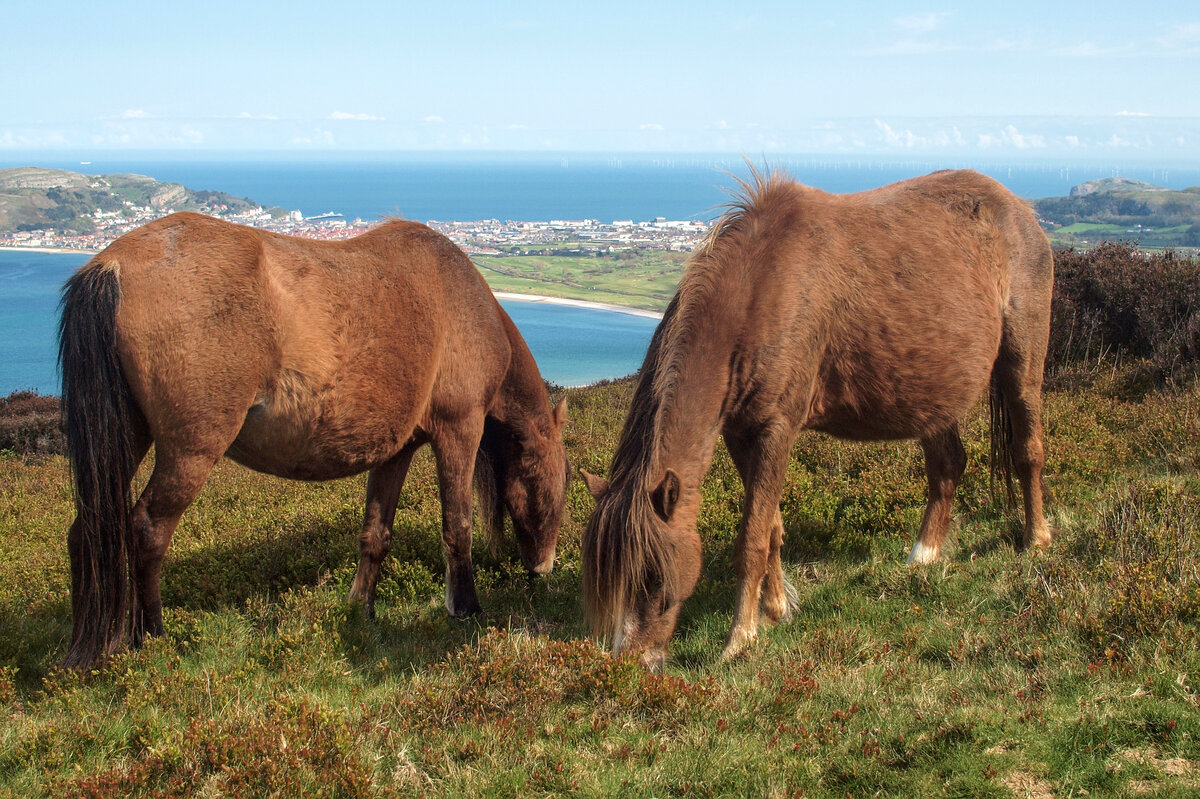 Ponies on Conwy Mountain