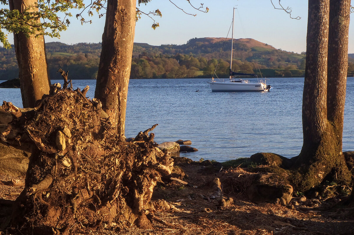 Yacht framed by trees