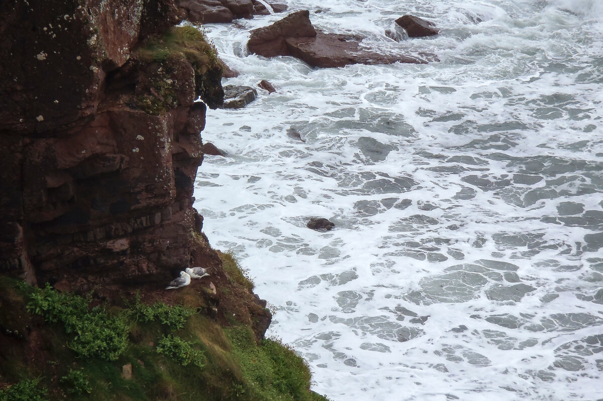 Seagulls near Mill Haven